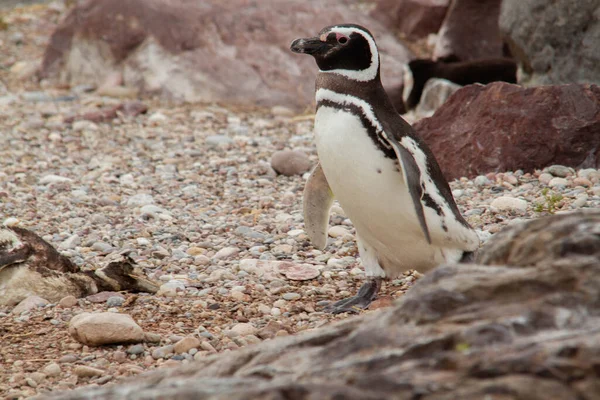 Magellanic Penguin Walking Stones Patagonic Coast — Stock Photo, Image