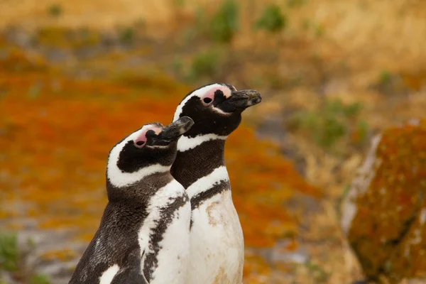 Close Penguin Couple Guarding Nest — Stock Photo, Image