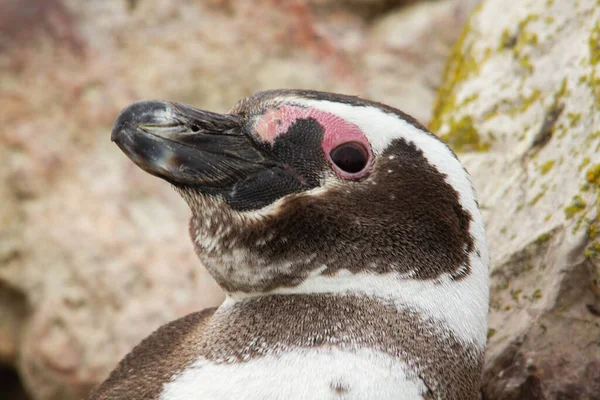Close Penguin Guarding Nest — Stock Photo, Image