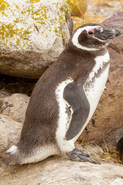 Full Length Photograph Adult Penguin — Stock Photo, Image