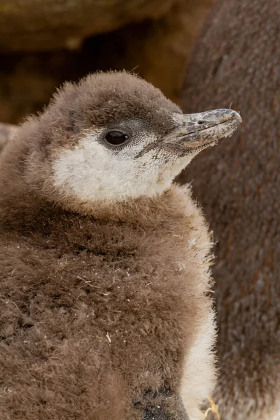 Medium Shot Penguin Chick — Stock Photo, Image