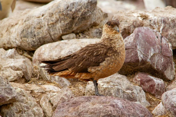 Skua Waiting Steal Some Penguin Corpse — Stock Photo, Image