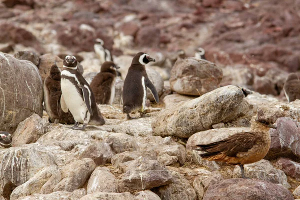 Pinguïnkolonie Isla Pinguino Patagonië — Stockfoto