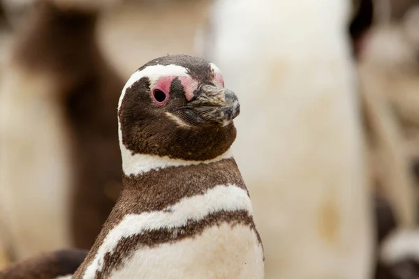 Close Penguin Guarding Nest — Stock Photo, Image