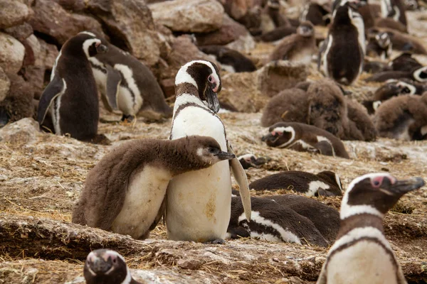 Pinguïnkolonie Isla Pinguino Patagonië — Stockfoto