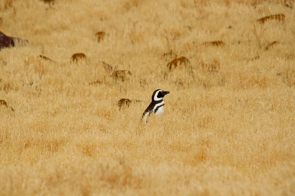 ペンギンが島の草原を歩くペンギン — ストック写真