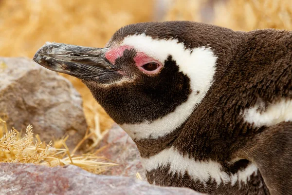 Close Van Pinguïn Die Het Nest Bewaakt — Stockfoto