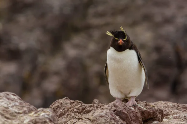 Rotspinguïn Kolonie Enige Kolonie Zuid Amerika Van Deze Pinguïnsoort Die — Stockfoto