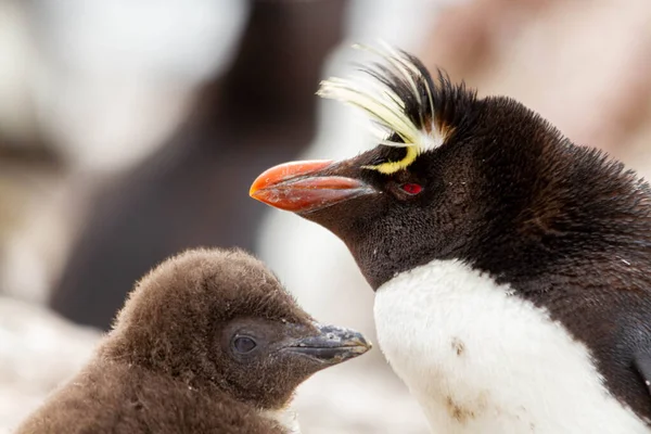 Close Van Rockhopper Penguin Enige Kolonie Zuid Amerika Van Deze — Stockfoto