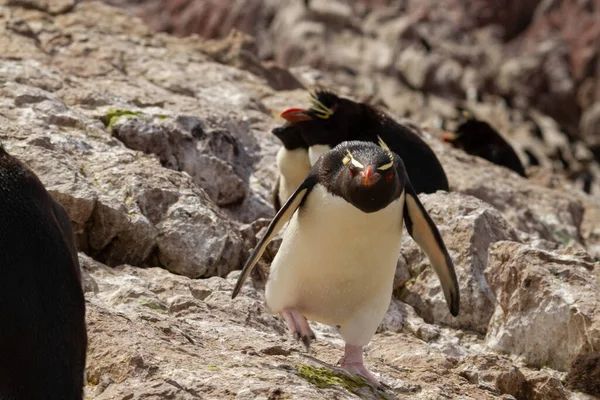 Rockhopper Pinguïn Springen Tussen Rotsen Enige Kolonie Zuid Amerika Van — Stockfoto