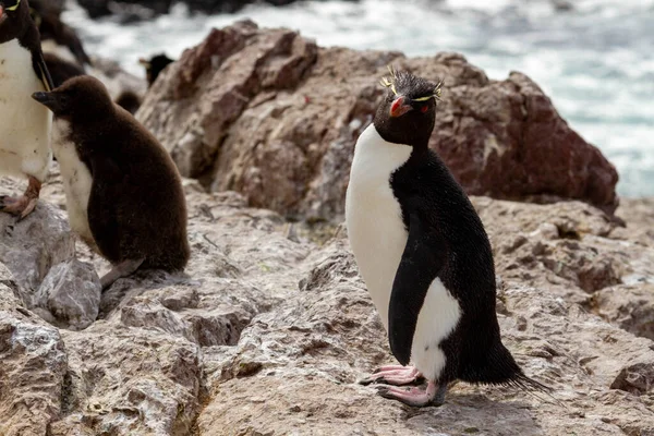 Rockhopper Pinguïn Staande Enige Kolonie Zuid Amerika Van Deze Pinguïnsoort — Stockfoto