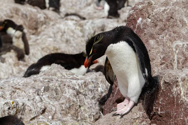 Rockhopper Pingvin Hoppar Mellan Stenarna Den Enda Kolonin Sydamerika Denna — Stockfoto