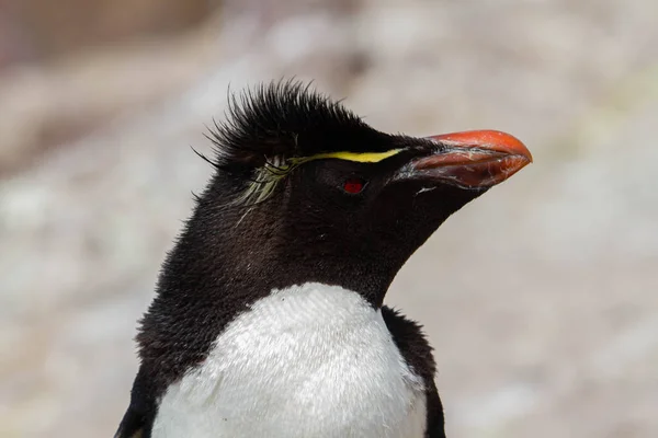 Close Rockhopper Penguin Only Colony South America Species Penguin Pinguino — Stock Photo, Image