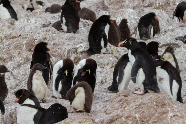 Rockhopper Pingvinkolonin Den Enda Kolonin Sydamerika Denna Pingvinart Pinguino Patagonien — Stockfoto