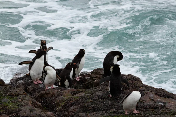 Pingwin Rockhopper Powraca Morza Kolonia Jest Jedyną Populacją Tych Pingwinów — Zdjęcie stockowe