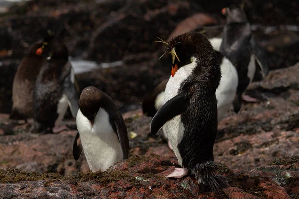 Rockhopper Pingvin Återvänder Från Havet Kolonin Den Enda Befolkningen Dessa — Stockfoto