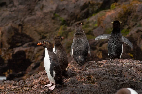 Pingwin Rockhopper Powraca Morza Kolonia Jest Jedyną Populacją Tych Pingwinów — Zdjęcie stockowe