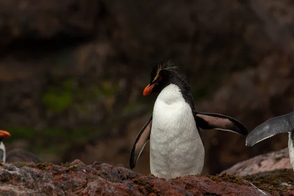 Рокхоперський Пінгвін Повертається Моря Колонія Єдина Популяція Пінгвінів Південній Америці — стокове фото