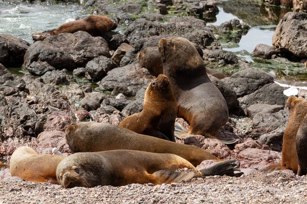 Colony Juvenile Two Haired Sea Lion Males Have Harem — Stock Photo, Image