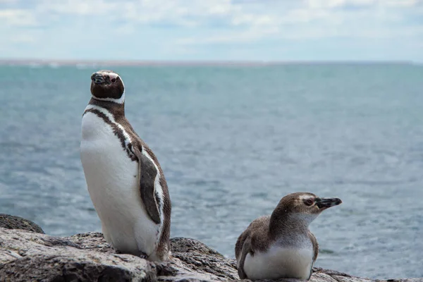 Volwassen Jonge Magelhaenpinguïn Rustend Kustlijn Van Isla Pinguino — Stockfoto