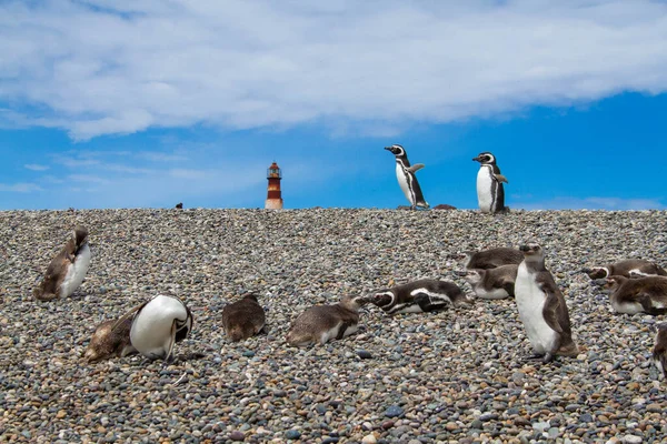 Pingwiny Magellanowe Odpoczywające Spacerujące Brzegu Isla Pinguino — Zdjęcie stockowe