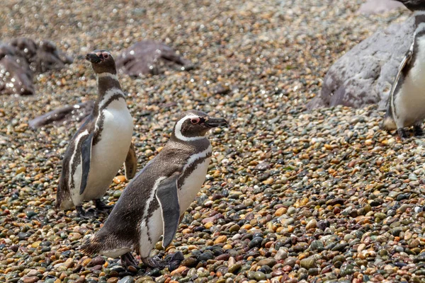 Magelhaenpinguïns Rusten Lopen Kust Bij Isla Pinguino — Stockfoto