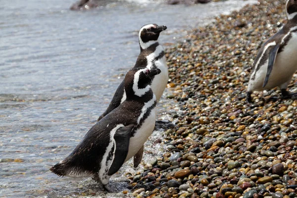 Pingwiny Magellanowe Odpoczywające Spacerujące Brzegu Isla Pinguino — Zdjęcie stockowe