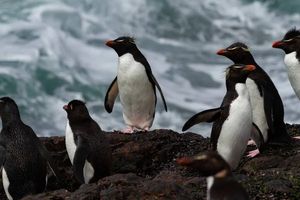 Пингвин Рокхоппер Возвращается Моря Колония Единственная Популяция Пингвинов Южной Америке Стоковое Фото