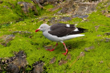 Gri martıların yetişkin örnekleri karabatak ya da deniz aslanlarının artıklarını bekliyor..