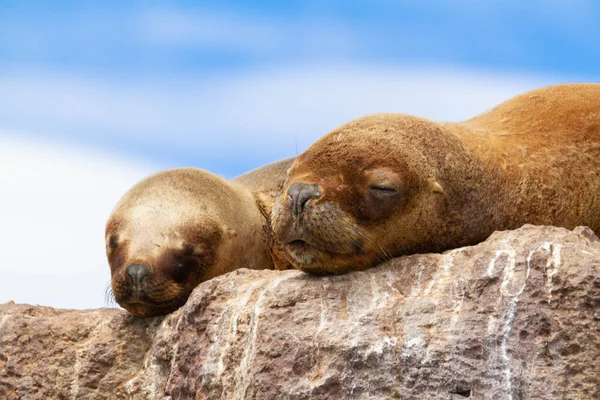 Das Weibchen Eines Haarigen Seelöwen Ruht Auf Einem Stein Der — Stockfoto