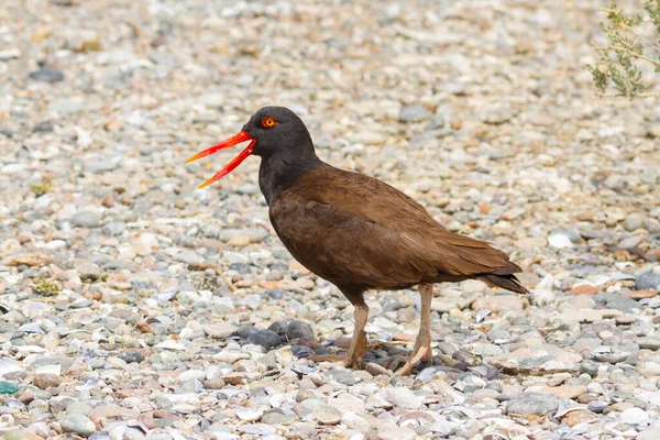 Black Oystercatcher Calling His Partner Marking Territory Coast Ria Deseado — Stock Photo, Image