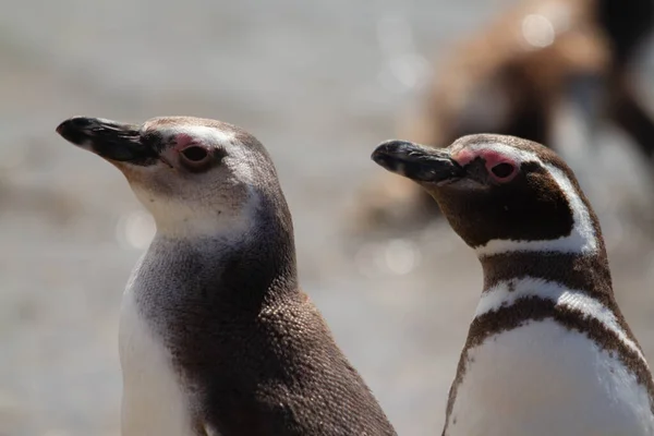 Adult Juvenile Magellanic Penguin Emerging Sea Close Ups Both — Stock Photo, Image