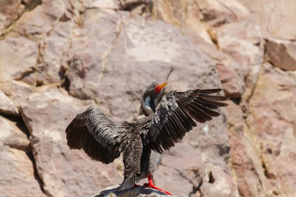 Graukormorane Trocknen Federn Mit Offenen Flügeln Nachdem Sie Patagonien Aus — Stockfoto