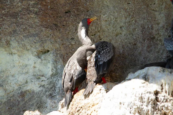 Pair Gray Cormorants Nest Colony Colony Cliff Coast Atlantic Ocean — Stock Photo, Image