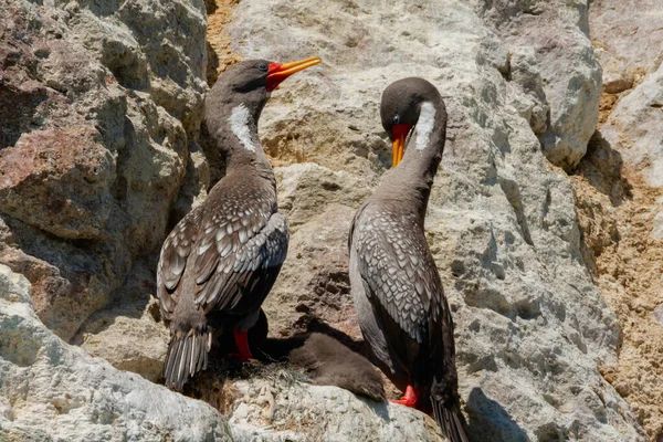 Ett Par Grå Skarvar Boet Kolonin Kolonin Klippa Vid Atlantkusten — Stockfoto