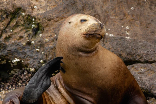 Weiblicher Seelöwe Kratzt Sich Auf Patagonien Hals — Stockfoto