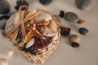 Deniz kabuğu yaz plaj taşları