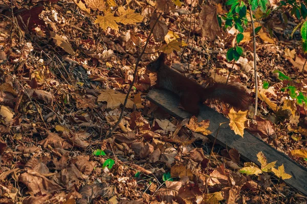Wiewiórka Parku Liście Jesień — Zdjęcie stockowe