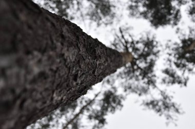Ağaç ormanı ağaç kabuğu doğa