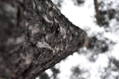 Ağaç ormanı ağaç kabuğu doğa