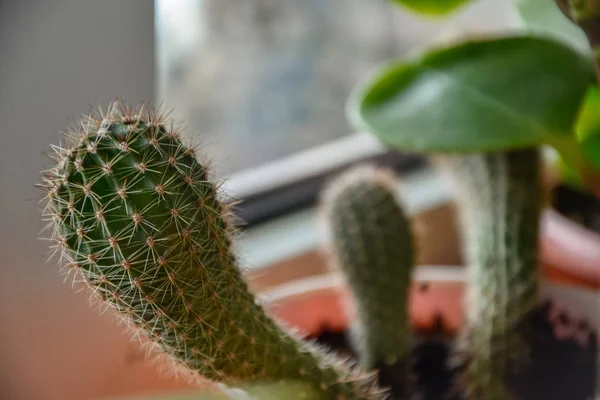 home cactus plant flora garden