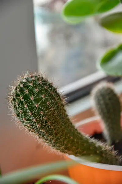 home cactus plant flora garden