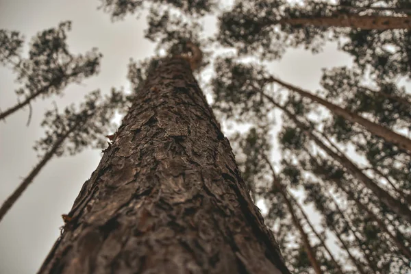 乔木树皮自然 — 图库照片