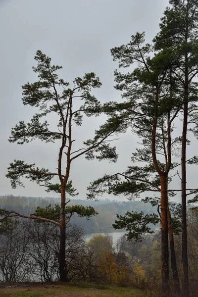 Fák Erdő Park Köd — Stock Fotó