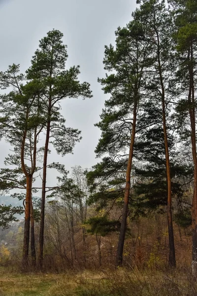 Туман Ветви Лесного Парка — стоковое фото