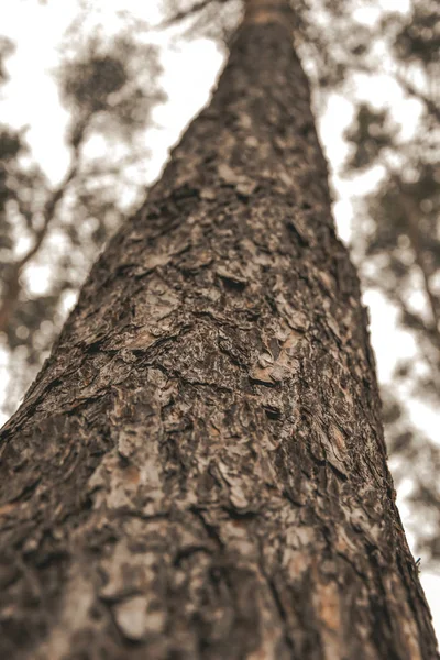 tree forest wood bark nature