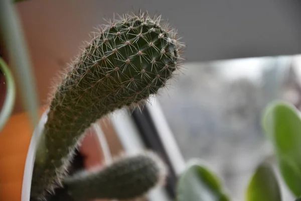 home cactus plant flora garden