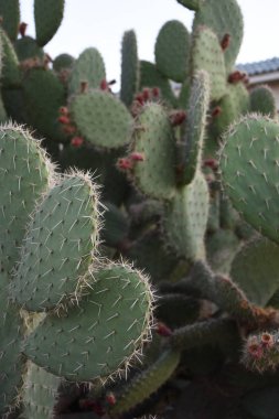 Çölde iğneli yeşil kaktüs