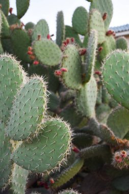 Çölde iğneli yeşil kaktüs