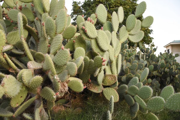 Kaktus Hijau Dengan Jarum Padang Pasir — Stok Foto